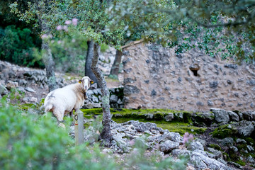 Sheep in the forest. Sheep on the farm. Agriculture.