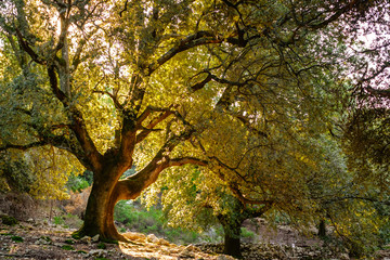Mysterious tree and a shining sun. Beautiful autumn tree.