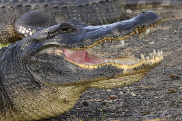 Crocodile with open mouth sunning 