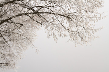 Icy tree branches