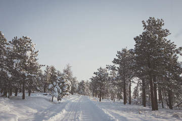 Snowy road through evergreen forest matte