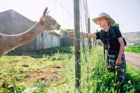 Boy traveler feeds a llama on llama farm