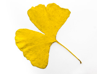 Naklejka premium Isolated ginkgo leaf on white background.