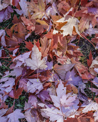 Fall maple leaves in a pile on the ground, view from above