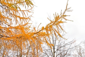Yellow fir tree at autumn.