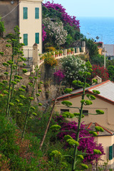 Fototapeta na wymiar Blossom Vernazza, Cinque Terre