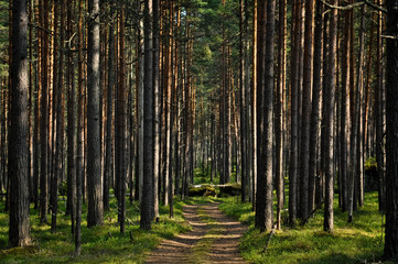 лес, сосны, весна, дорога, дорога в лесу