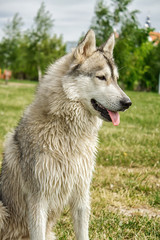 Dog husky in nature