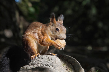 red squirrel
