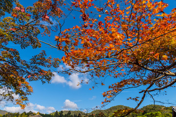 Colorful Autumn Leaf Season in Japan, Kyoto