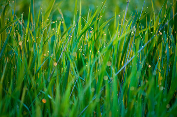 Obraz premium grass dew