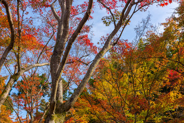 Colorful Autumn Leaf Season in Japan, Kyoto