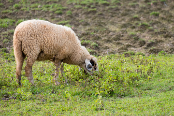 Brown sheep walking and seeking for grass to eat at farm.