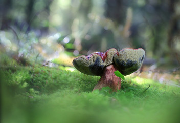 Big mushroom.Big mushroom in the green moss after rain.