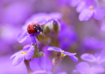 In lilac colors.Ladybug in dew drops on lilac colors.