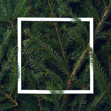 Frame of Christmas tree branches