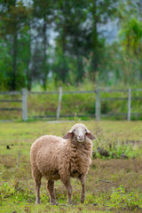 Fototapeta premium Brown sheep walking and seeking for grass to eat at farm.