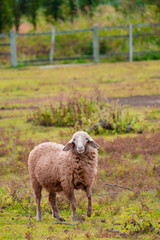 Fototapeta premium Brown sheep walking and seeking for grass to eat at farm.
