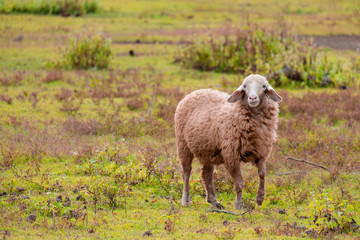 Brown sheep walking and seeking for grass to eat at farm.