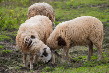Naklejka na ściany i meble Brown sheeps walking and seeking for grass to eat at farm.