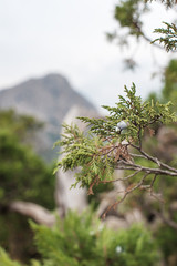 A branch of juniper mountain in the background