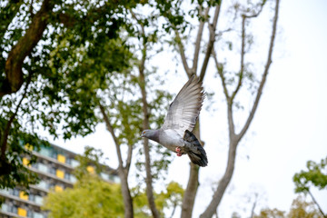 The rock dove or rock pigeon is a member of the bird family Columbidae