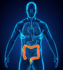 Human Colon Anatomy