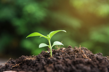 Little plant growing on soil with sunlight