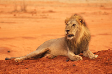 Lion lying in Tsavo National Park Africa looking left