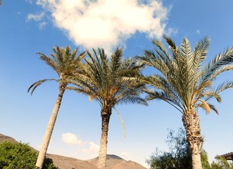 Fototapeta premium Palmen auf Fuerteventura