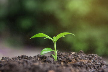 Little plant growing on soil with sunlight