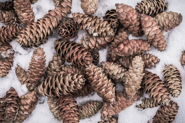 Spruce cones on the ground lying in fresh snow photographed from above