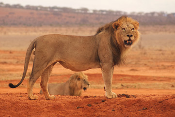 Lion in Tsavo National Park Africa