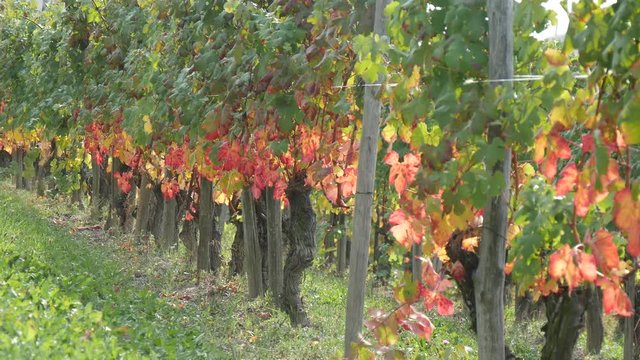 Coltivazioni di uva per vino Moscato