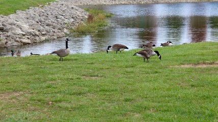 The geese and the ducks in the water or on the shore.