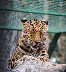 The young jaguar closed his eyes and stuck out his tongue. Lying on a rock.