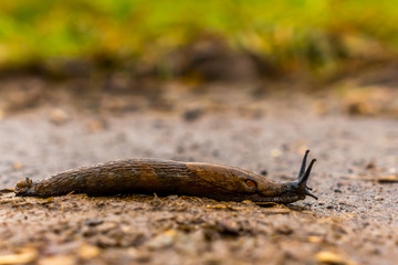 Nacktschnecke auf Asphalt parallel