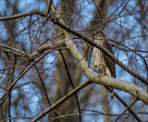 Cooper's Hawk Perched on Overhead Branches
