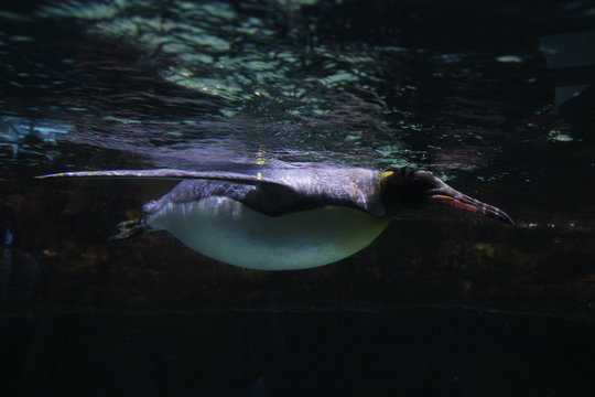 Underwater King Penguin