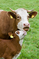 Kuh mit Kalb