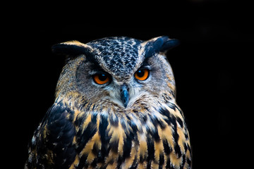 eagle owl