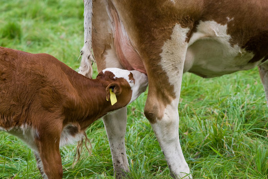 K&auml;lbchen trinkt aus dem Euter seiner Mutter