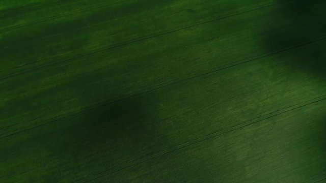 Rise on drone above green cereal field, Russia