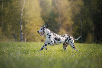 Dog Dalmatian dog in nature