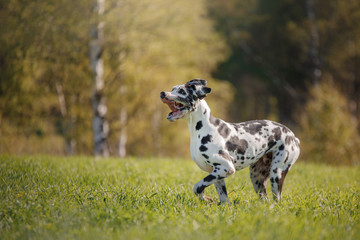 Obraz premium Dog Dalmatian dog in nature
