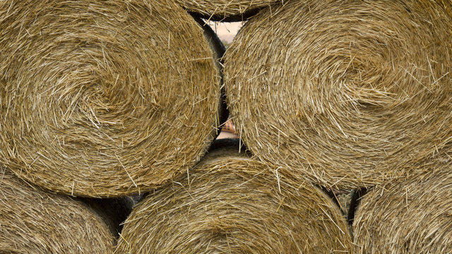 Close, Isolated View of Round Golden Colored Bales of Hay