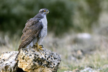 Northern goshawk, Accipiter gentilis
