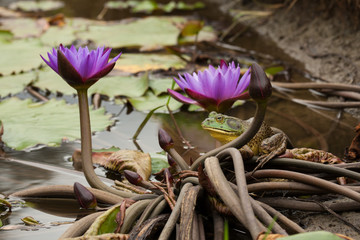 American Bullfrog in Ecuador