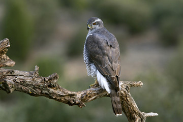 Fototapeta premium Northern goshawk, Accipiter gentilis