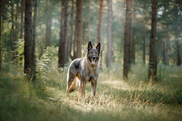 Dog Eastern European shepherd dog in the forest